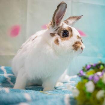 English Spot and Mixed Breed Rabbits Available for Adoption in San Diego, California - Ms. Peep (bonded To Camilo) | PetCurious
