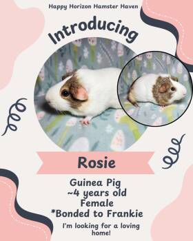 American Rabbits Available for Adoption - Rosie And Frankie | PetCurious