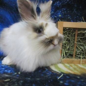 Lionhead Rabbits Available for Adoption - Einstein | PetCurious