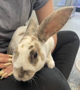 Sam -  American Rabbit for Adoption in Golden, Colorado - Sam | PetCurious