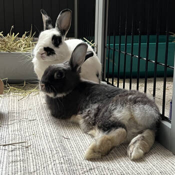 Rescue English Spot and Dwarf Rabbits for Adoption in Houston, Texas - Remi And Smokey | PetCurious