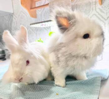 Yogurt and Gogurt -  Lionhead Rabbit for Adoption in Saint Charles, Missouri - Yogurt And Gogurt | PetCurious
