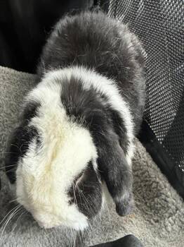 BENJI -  Holland Lop Rabbit for Adoption in Houston, Texas - BENJI | PetCurious