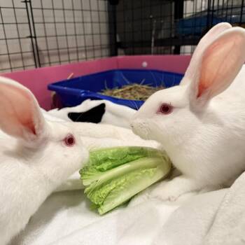 Rex Rabbits Available for Adoption - Nolan And Tim | PetCurious