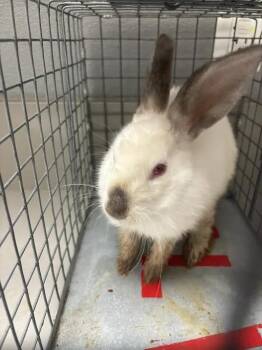 BINGSU -  Bunny Rabbit Rabbit for Adoption in Las Vegas, Nevada - BINGSU | PetCurious