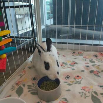 Will -  American Rabbit for Adoption in Warwick, Rhode Island - Will | PetCurious