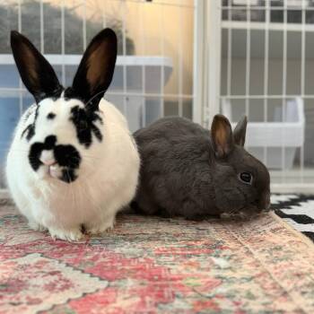Dutch Rabbits Available for Adoption in Portland, Oregon - Nelly (bonded With Buns) | PetCurious