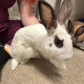 Roulette -  Mini Rex Rabbit for Adoption in Bristol, Indiana - Roulette | PetCurious