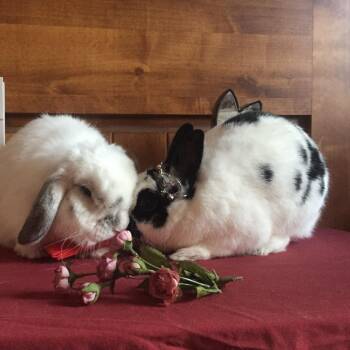 Scooter -  Polish Rabbit for Adoption in Glenwood Springs, Colorado - Scooter | PetCurious