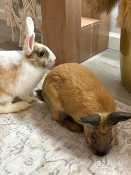 Sunshine & Kiwi -  Dutch and Cinnamon Rabbit for Adoption in Melbourne, Florida - Sunshine & Kiwi | PetCurious