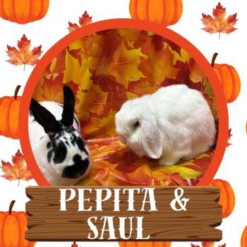 Rescue Lop Eared Rabbits for Adoption in Elizabethtown, Kentucky - Saul | PetCurious