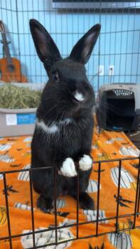 Havana Rabbits Available for Adoption - Bean | PetCurious