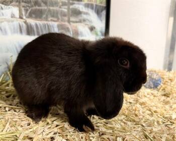 CUTIE -  Bunny Rabbit Rabbit for Adoption in Charlotte, North Carolina - CUTIE | PetCurious