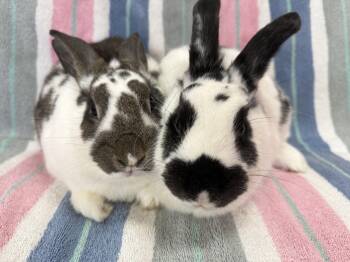 New Zealand Rabbits Available for Adoption in Saint Charles, Missouri - Gobble And Butterball | PetCurious