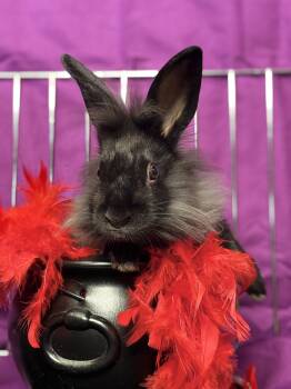 Rescue Lionhead Rabbits for Adoption in Westerville, Ohio - Nero | PetCurious