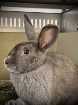 BLUEY -  American Rabbit for Adoption in West Valley City, Utah - BLUEY | PetCurious
