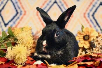 Satin Rabbits Available for Adoption in Garland, Texas - Elizabeth | PetCurious
