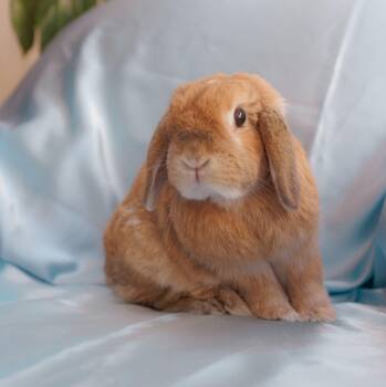 Rescue Lop Eared Rabbits for Adoption - Chickpea | PetCurious