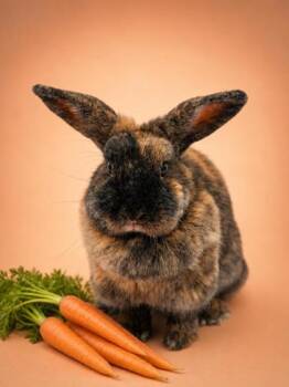 Everlee -  Holland Lop Rabbit Available for Adoption in Bowling Green, Kentucky - Everlee | PetCurious