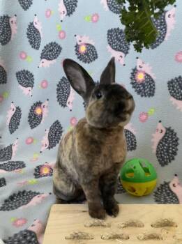 Sable -  Mini Rex Rabbit for Adoption in Livermore, California - Sable | PetCurious