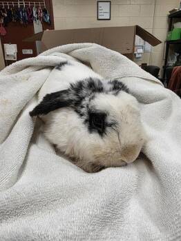 DR. STRANGELOVE -  English Lop Rabbit for Adoption in Aliquippa, Pennsylvania - DR. STRANGELOVE | PetCurious