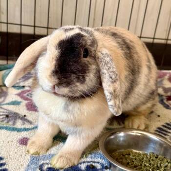 Rose -  Harlequin Rabbit for Adoption in Winston-salem, North Carolina - Rose | PetCurious