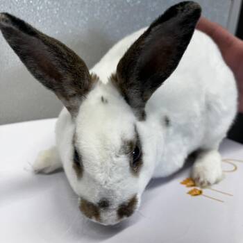 American Rabbits Available for Adoption - Cinder | PetCurious
