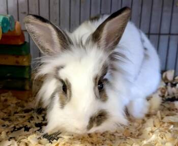 Dinah -  Lionhead Rabbit for Adoption in Landenberg, Pennsylvania - Dinah | PetCurious