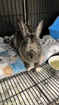 Cinnabun -  Rex Rabbit for Adoption in East Brookfield, Massachusetts - Cinnabun | PetCurious