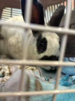 Bunny Rabbit Rabbits Available for Adoption in Longmont, Colorado - Heart | PetCurious