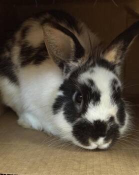 Lionhead Rabbits Available for Adoption in Roseville, California - Holstein | PetCurious