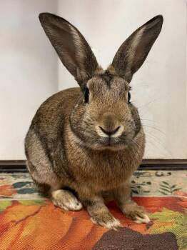 Rescue American Rabbits for Adoption in Oakland, New Jersey - Acorn | PetCurious