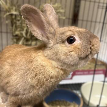 Steven- 53355 -  Bunny Rabbit Rabbit for Adoption in Columbia, Maryland - Steven- 53355 | PetCurious