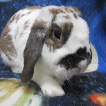 Mini Lop Rabbits Available for Adoption - Boop | PetCurious