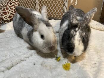Harlequin Rabbits Available for Adoption in Lakeville, Minnesota - Tinsel | PetCurious