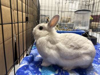 Oat -  Hotot Rabbit for Adoption in Patchogue, New York - Oat | PetCurious