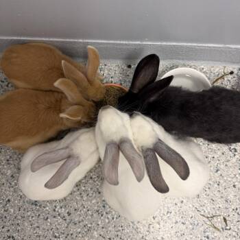 Bunny 3 -  New Zealand Rabbit for Adoption in Scituate, Massachusetts - Bunny 3 | PetCurious