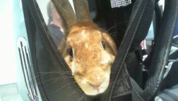 New Zealand and Rex Rabbits Available for Adoption in Charlotte, North Carolina - TOM | PetCurious