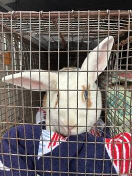 *Marigold* -  Rex and Holland Lop Rabbit for Adoption in Salt Lake City, Utah - *Marigold* | PetCurious