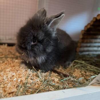 Baby bunny -  Lionhead Rabbit Available for Adoption in Roberts Creek, British Columbia - Baby Bunny | PetCurious