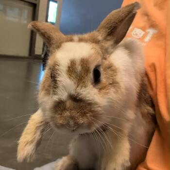 Oatmeal Raisin Cookie -  Mini Rex Rabbit for Adoption in Dekalb, Illinois - Oatmeal Raisin Cookie | PetCurious