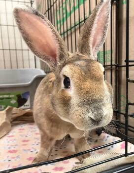 Mini Rex Rabbits Available for Adoption in Oshkosh, Wisconsin - Jetson | PetCurious