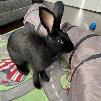 Leroy -  Flemish Giant Rabbit for Adoption in Grand Rapids, Michigan - Leroy | PetCurious