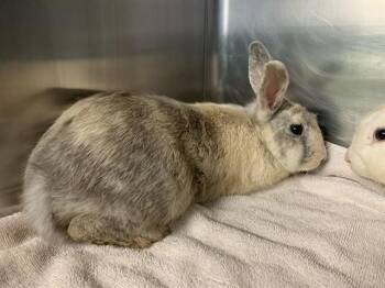 SUGAR -  Bunny Rabbit Rabbit for Adoption in Grand Prairie, Texas - SUGAR | PetCurious