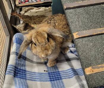 SQUIGGLE -  Holland Lop Rabbit for Adoption in Sarasota, Florida - SQUIGGLE | PetCurious