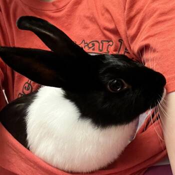 Bunnicula -  Bunny Rabbit Rabbit for Adoption in Columbia, Missouri - Bunnicula | PetCurious
