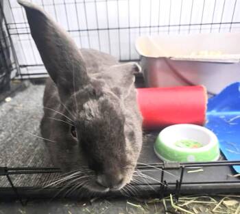 Rescue Bunny Rabbit Rabbits for Adoption in Washington Mills, New York - Grayson | PetCurious