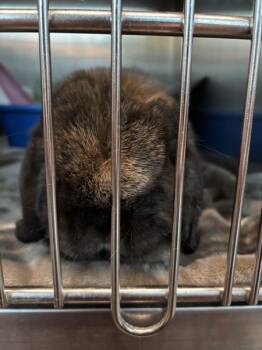 Razzle Dazzle -  Bunny Rabbit Rabbit for Adoption - Razzle Dazzle | PetCurious