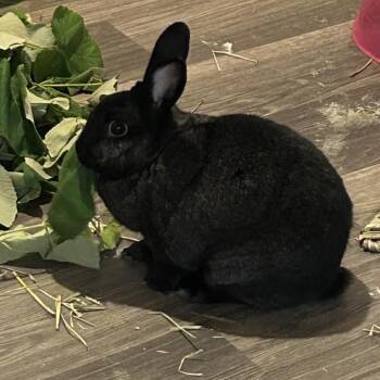 Louise -  American Rabbit for Adoption in Murray, Utah - Louise | PetCurious