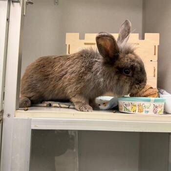 Brazil -  Lionhead Rabbit for Adoption in Pittsburgh, Pennsylvania - Brazil | PetCurious